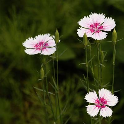 搬进新家园 生活节节高（雪域欢歌70载·西藏启航新时代）